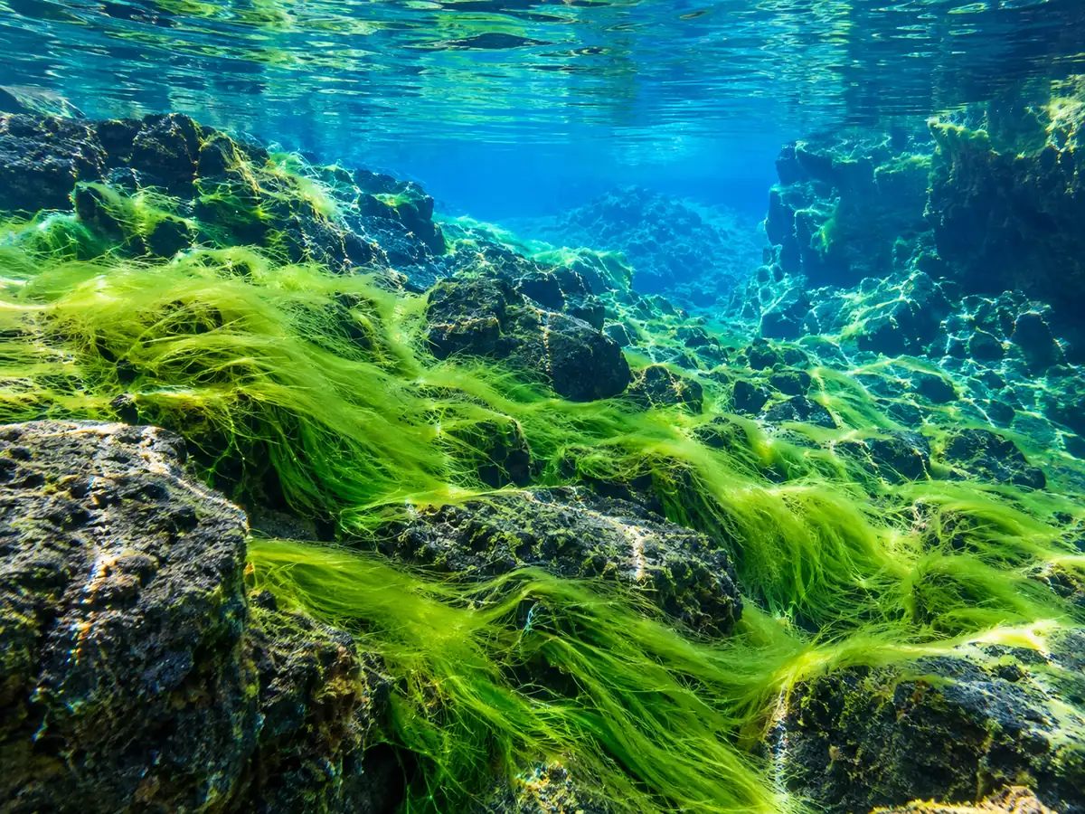 Bright green algae on the lava floor of the shallow Silfra Lagoon under clear water